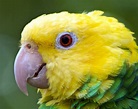Loro de cabeza amarilla | Aves Exóticas