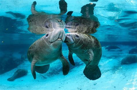 Underwater Manatees Animals Underwater Manatees Sea Nature Oceans