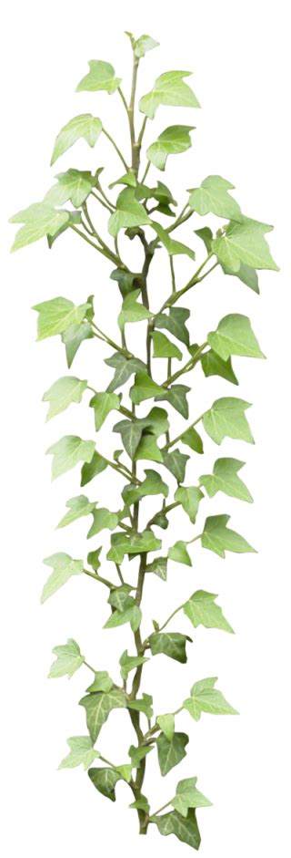 Ivy Png Ivy Transparent Background Freeiconspng