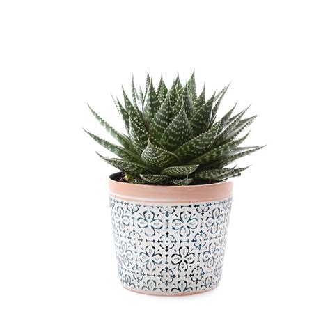 Healthy Home Durban Gasteria Succulent Plant With Tricolour Ceramic