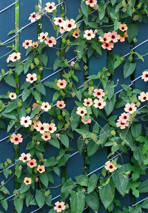In my nashville garden, the similar c. Thunbergia alata 'Spanish Eyes' - Buy Online at Annie's ...