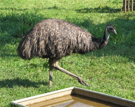 Emu Bird Facts Dromaius Novaehollandiae Az Animals