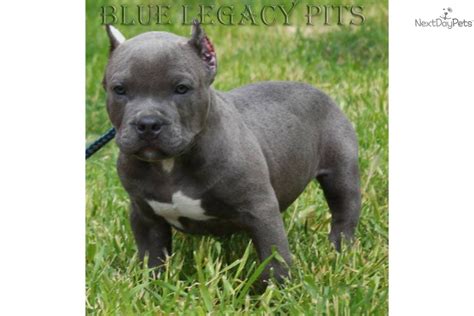 We have 11 adorable puppies who were born on hello i have bandogs puppies for rehoming they were born on january 11 there is a rehoming fee. American Pit Bull Terrier puppy for sale near Orange ...
