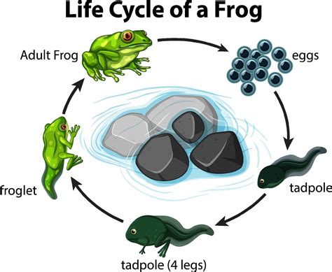 Diagram Showing Frog Life Cycle On White Background 1949388 Vector Art