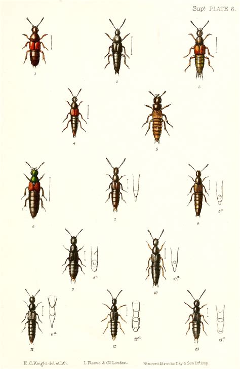 Insects Of Britain And Ireland Coleoptera Families Staphylinidae