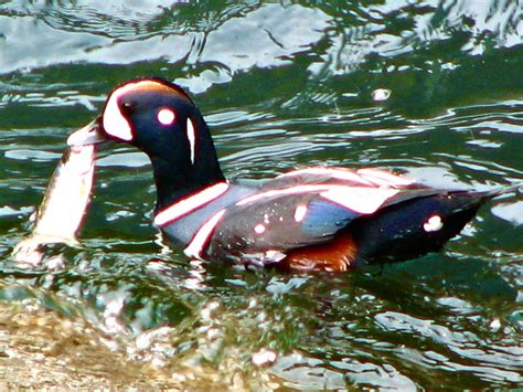 Histrionicus Histrionicus Harlequin Duck 10000 Things Of The