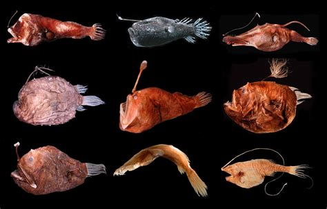 Types Of Deep Sea Creatures