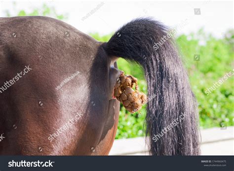 1669 Horses Pooping Gambar Foto Stok And Vektor Shutterstock