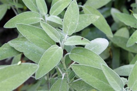 Sage Plant Growing Guides Tips And Information