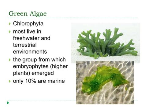 Chapter 6 Seaweed Ppt