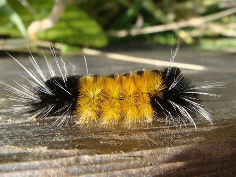 Blackand Yellow Caterpillar Flickr Photo Sharing