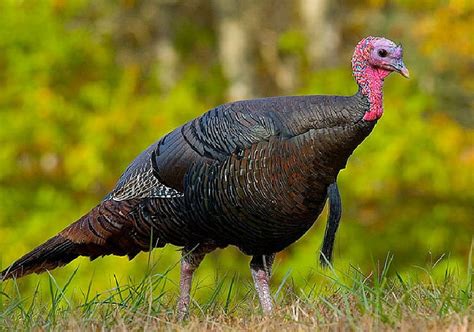 The Wild Turkey Born In The Usa