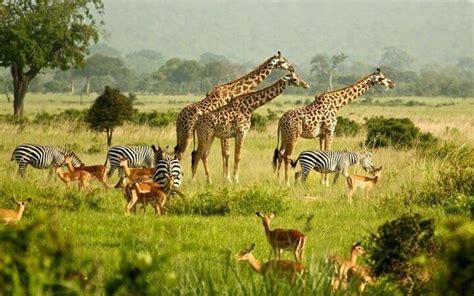 Top Sighted Wild Animals In Uganda Explore Uganda Tours