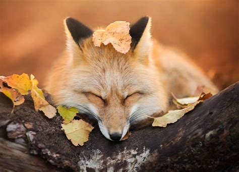 Red Fox In Autumn Foxes Photo 40239936 Fanpop