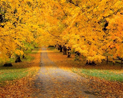 Wallpaper Trees Park Autumn Leaves Yellow Track 1280x1024