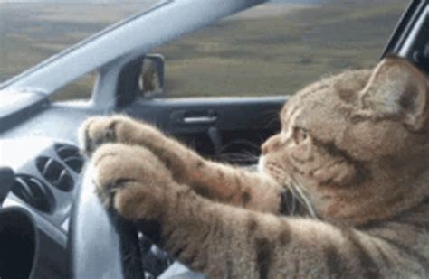 Cat Driving Car Gifs Tenor