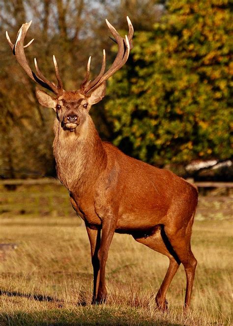 Red Deer Stag Deer Photography Deer Pictures Majestic Animals