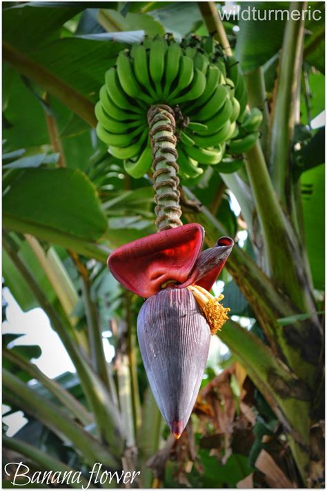 5 Top Health Benefits Of Banana Flower Banana Blossom Wildturmeric