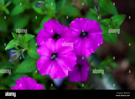 Petunias Hi Res Stock Photography And Images Alamy