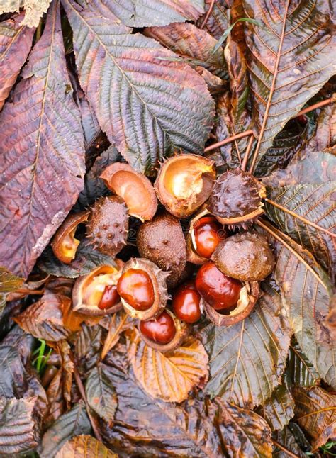 Horse Chestnuts Or Aesculus Hippocastanum Fruits In Autumn Stock Image