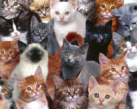 Lots Of Cats Wallpaper