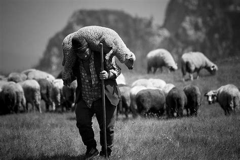 They too will listen to my voice, and there shall be one flock and one shepherd. Shepherd carrying a sheep. Buen Pastor cargando una oveja ...