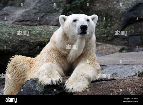 Portrait Of A Polar Bear Ursus Maritimus Seen Here On Some Rocks In