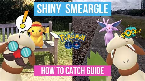 shiny smeargle pokemon go how to catch evolve guide