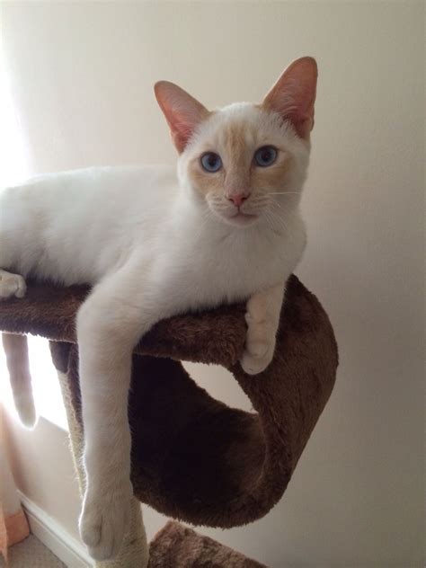 Flame Point Siamese This Is What Our New Kitty Will Look
