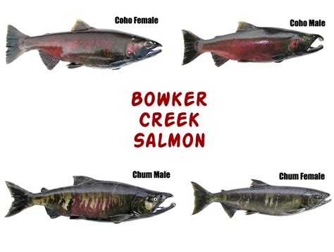 Salmon Types Learning Portal