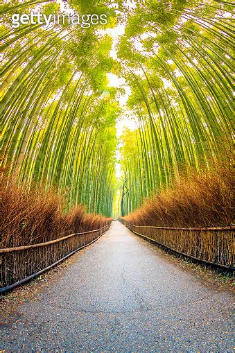 Walkway Bamboo Tunnel Named Arashiyama Bamboo Forest In Kyoto Tourist