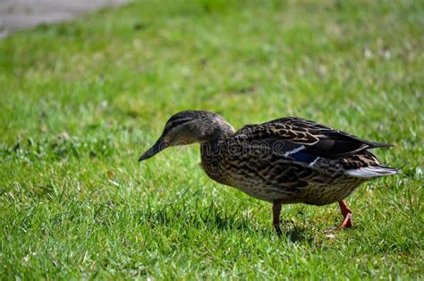 Female Mallard Duck Walking On Green Grass In Summer Stock Image