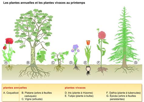 Qu Est Ce Qu Une Plante Vivace Ou Annuelle Le Blog De Graine De