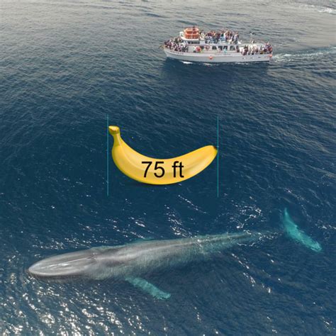 Blue Whale And Boat Ft Banana For Scale Meme Guy