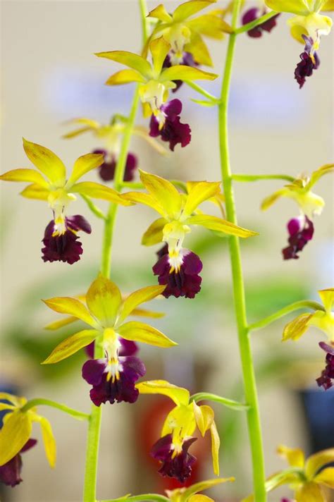 Hoa Phong Lan Vi T Vietnam Orchids Viet Orchids