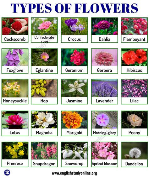 Each listing includes key information you may need for choosing the right a. Types of Flowers: List of 50+ Popular Flowers Names in ...