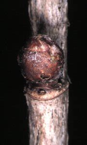 http://www.fruitdisease.co.uk/EntomologyResearchPage6.asp