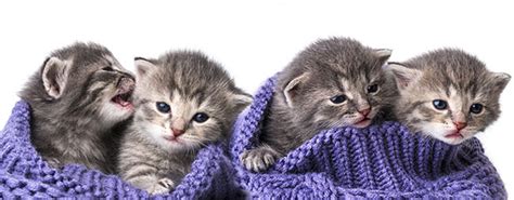 Kittens for Free | The Munch Zone