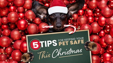 Keep Your Pet Safe At Christmas With These 5 Helpful Tips