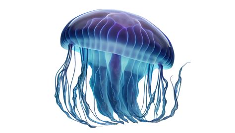 Jelly Fish Isolated On Transparent Background Cutout 23556806 Png