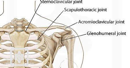 The humerus is the single bone of the upper arm region. Precision Acrobatics with Ariel + Liz: Shoulder pre-habilitation for injury prevention