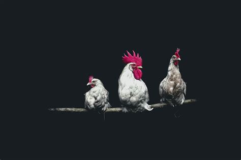 Roosters Hd Wallpapers