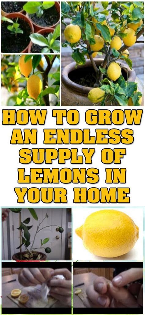 How To Grow An Endless Supply Of Lemons In Your Home With Images