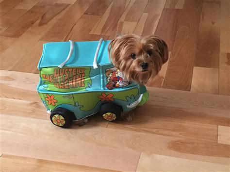 Check spelling or type a new query. Mystery Machine dog costume | Halloween greetings, Dog ...