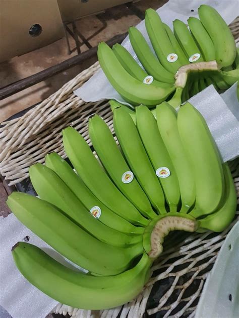 As the pioneer going global, malaysia regional company has achieved a great success with a sales. Cavendish Banana by Greenfarm Import-Export, Inc., Made in ...