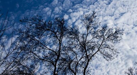 2560x1440 Resolution Tree Branches Clouds 1440p Resolution Wallpaper