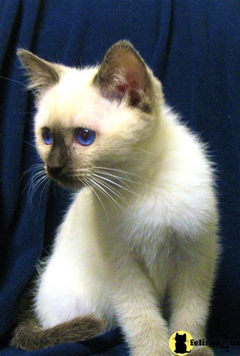 Siamese Kitten For Sale Adorable Siamese Kittens 10 Yrs And 7 Mths Old