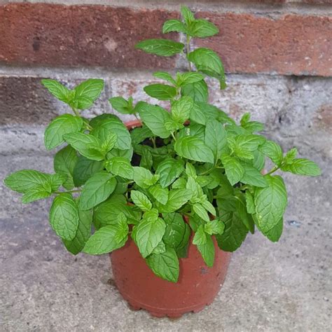 The Best Way To Grow Mint Plants In Containers The Good Gardener