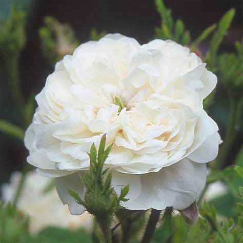 Mme Hardy David Austin Roses English Roses Damask Rose