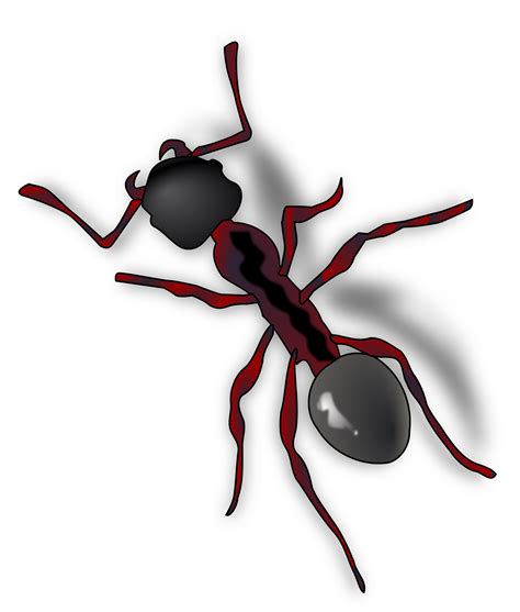 Ant Png Transparent Image Download Size 2041x2400px
